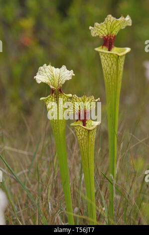 Kannenpflanze, Sarracenia Stockfoto