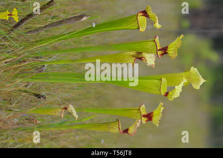 Kannenpflanze, Sarracenia Stockfoto