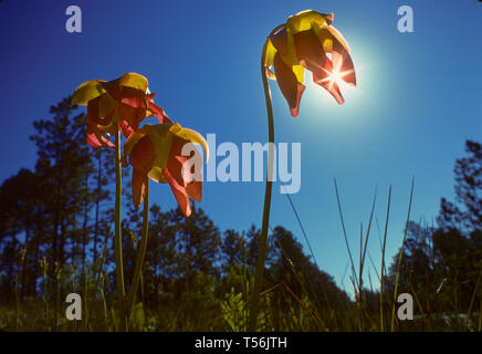 Kannenpflanze, Sarracenia Stockfoto