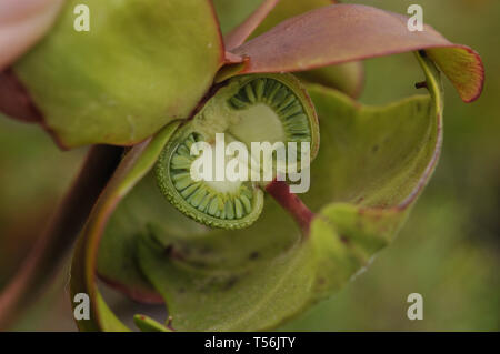 Kannenpflanze, Sarracenia Stockfoto