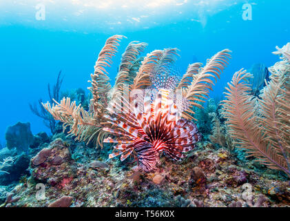 Coral Garden in der Karibik Stockfoto