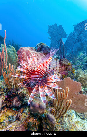 Coral Garden in der Karibik Stockfoto