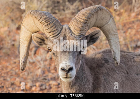 Desert Bighorn Ram Stockfoto