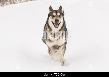 Max liebt Schnee Stockfoto