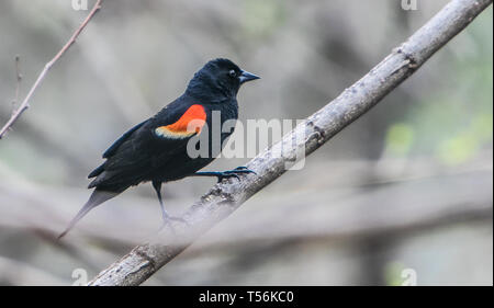 Red-winged blackbird auf einem Baum gehockt. Stockfoto