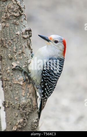 Red-bellied Woodpecker auf einem Baum gehockt. Stockfoto