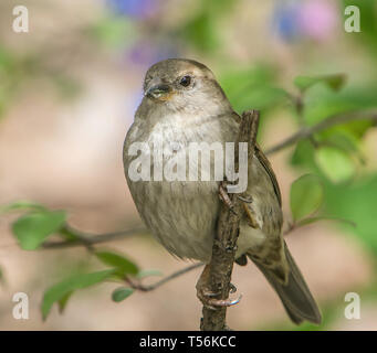 Nahaufnahme eines weiblichen Haussperling thront auf einem Ast. Stockfoto