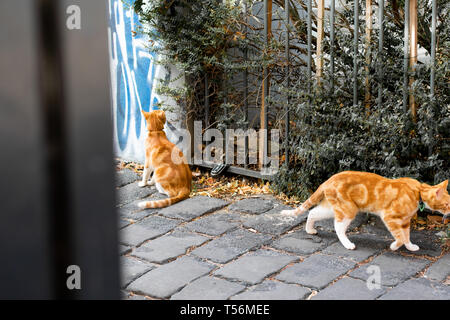 Zwei neugierige orange Ingwer Katzen Erkundung in einem städtischen Nachbarschaft Stockfoto