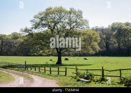 Ein einzelner Baum in der englischen Landschaft mit Kühen im Schatten ausruhen Stockfoto