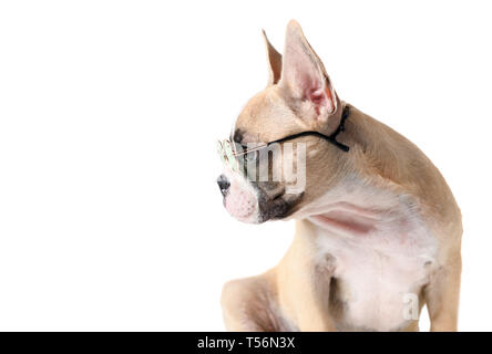 Süße französische Bulldogge tragen Sonnenbrille auf weißem Hintergrund, pet im Sommer Konzept Stockfoto