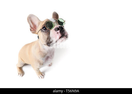 Französische Bulldogge tragen Sonnenbrille auf weißem Hintergrund, Sommer Konzept Stockfoto