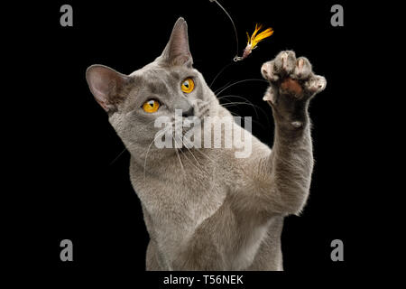 Portrait von Verspielten graue Katze die Pfote mit Krallen Spielzeug auf isolierte schwarze Hintergrund zu fangen Stockfoto