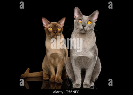 Zwei birmanische Katzen saßen und in der Kamera auf isolierten schwarzen Hintergrund mit Reflexion, Vorderansicht Stockfoto