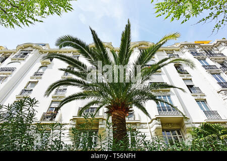 Palme und Wohnanlage auf der Côte d'Azur in Südfrankreich. Stockfoto