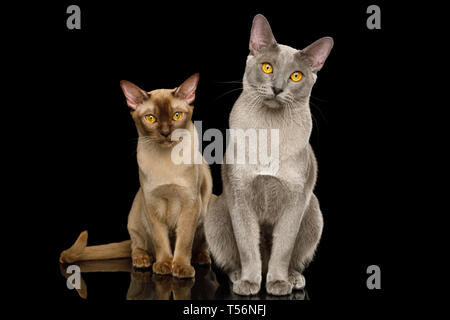 Zwei birmanische Katzen saßen und in der Kamera auf isolierten schwarzen Hintergrund mit Reflexion, Vorderansicht Stockfoto