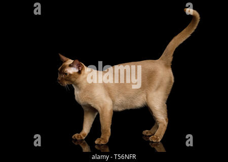 Schokolade cat Burmesischen Spaziergang von voller Länge auf isolierte schwarze Hintergrund, Seitenansicht Stockfoto
