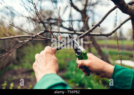 Man Arbeitnehmer beschneiden Baum mit Scherer. Männliche Landwirt tragen einheitliche schneidet Äste im Frühling Garten mit Baum-, Reb-, Gartenscheren oder gartenschere Stockfoto