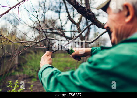 Man Arbeitnehmer beschneiden Baum mit Scherer. Männliche Landwirt tragen einheitliche schneidet Äste im Frühling Garten mit Baum-, Reb-, Gartenscheren oder gartenschere Stockfoto