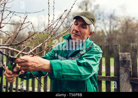 Man Arbeitnehmer beschneiden Baum mit Scherer. Männliche Landwirt tragen einheitliche schneidet Äste im Frühling Garten mit Baum-, Reb-, Gartenscheren oder gartenschere Stockfoto