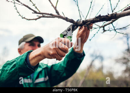 Man Arbeitnehmer beschneiden Baum mit Scherer. Männliche Landwirt tragen einheitliche schneidet Äste im Frühling Garten mit Baum-, Reb-, Gartenscheren oder gartenschere Stockfoto