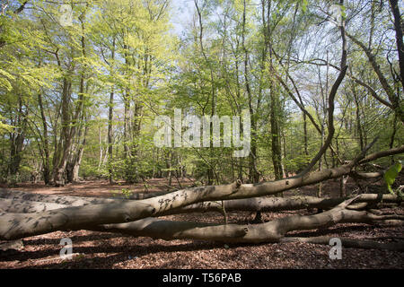 Epping Forest im Frühjahr Stockfoto