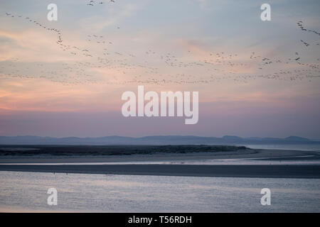 Gänse über den Dornoch Firth, Highland, Schottland fliegen Stockfoto