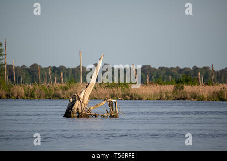 Einen toten Baum ragt der See Drummond in der Great Dismal Swamp in Virginia Stockfoto