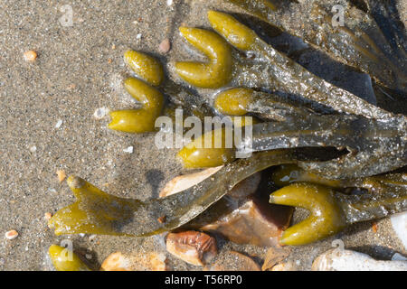 Nahaufnahme der blasentang (Blase Rack) Algen Arten (Fucus vesiculosus) an einem Sandstrand, Großbritannien Stockfoto