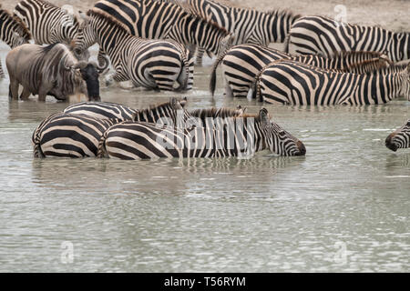 Zebra Abkühlung ein Wasserloch, Tarangire Nationalpark, Tansania Stockfoto