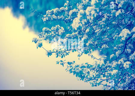 Blue vintage Filiale einer blühenden Birnbaum. Frühling Natur Hintergrund. Blau getönt Stockfoto