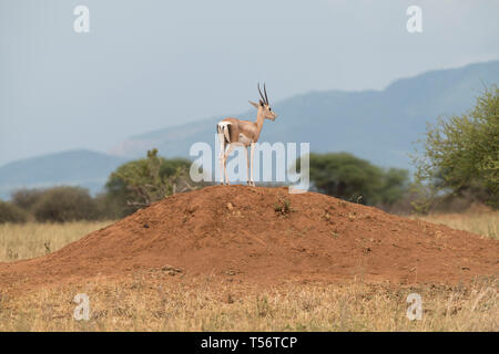 Grant's Gazelle auf Erdhügel, Tarangire Nationalpark, Tansania Stockfoto