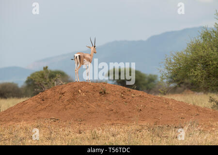 Grant's Gazelle auf Erdhügel, Tarangire Nationalpark, Tansania Stockfoto