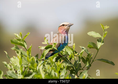 Lilac breasted Roller in Strauch sitzen, Tansania Stockfoto