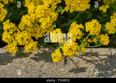 In der Nähe von Mountain Alison - alyssum Montanum Stockfoto