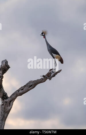 Zwei graue gekrönt Krane auf einen Baumstumpf, Tansania Stockfoto