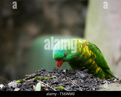 Schöne helle grüne Schuppige-breasted Lorikeet am Taronga Zoo, Sydney, Australien Stockfoto