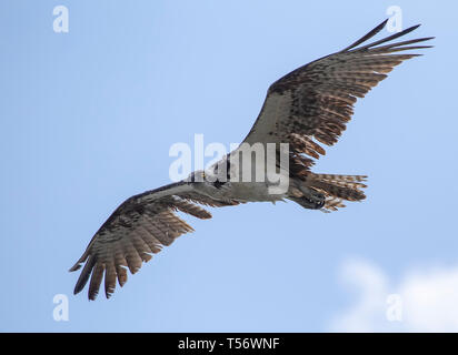 Nahaufnahme einer Nordamerikanischen/western Fischadler (Pandion haliaetus) im Flug. Stockfoto