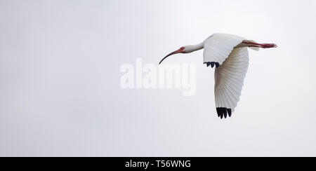 Nahaufnahme eines einzigen amerikanischen White ibis (Eudocimus albus) im Flug. Stockfoto