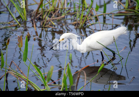 Nahaufnahme von einem einzigen snowy egret (Egretta thula) auf der Jagd nach Fischen. Stockfoto