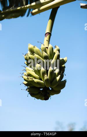 Bananenstaude mit jungen grünen Banane - Koh Chang, Thailand, April 2018 Stockfoto