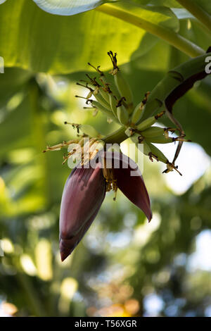 Bananenstaude mit jungen Blume - Koh Chang, Thailand, April 2018 Stockfoto