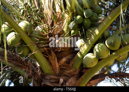 Grüne junge Kokosnüsse auf eine Kokospalme - Koh Chang, Thailand, April 2018 Stockfoto