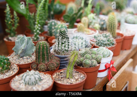 Sammlung von verschiedenen Kakteen und sukkulenten Pflanzen in verschiedenen Töpfen. Stockfoto