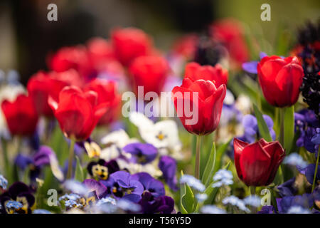 Schöne rote Tulpen schossen in der Nähe von einigen blured Stiefmütterchen. Schöner Garten in der Blüte im Frühling Stockfoto