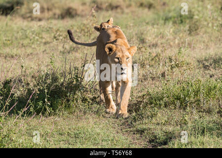 Lion cub Klettern auf Mom's zurück Stockfoto