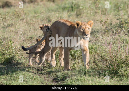 Lion cub Klettern auf Mom's zurück Stockfoto