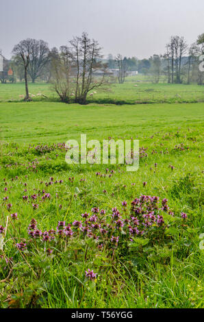 Red Dead Brennnessel wächst unter dem Gras in einem Feld im th eShropshire Landschaft in der Nähe von Shifnal, Shropshire, Großbritannien Stockfoto