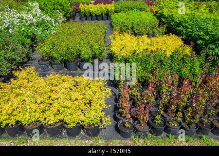 Spirea Pflanzen in Kunststoff Töpfe, sämling von Pflanzen in der Gärtnerei. Stockfoto