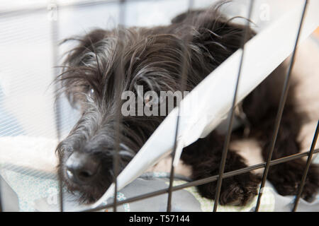 Zwergschnauzer Welpen tragen eine e-Kragen Stockfoto