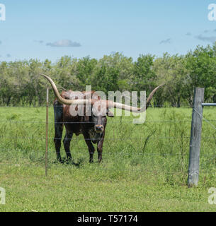 Blick auf Braun Longhorn mit weißem Muster Neben Stacheldraht zaun Stockfoto